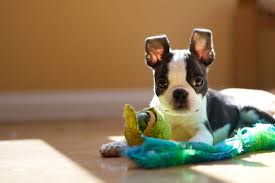 These northern dogs have been used as reindeer herders and sledding dogs for hundreds of years. Black And White Dog Breeds Dalmatian Border Collie Boston Terrier