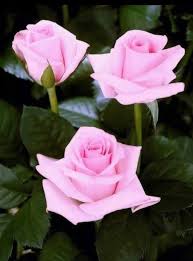 Sevgul Adli Kullanicinin Cicekler Panosundaki Pin Guller Bahce Gulleri Ve Cicek