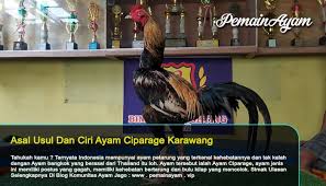 Ayam wido atau jalak adalah keturunan terakhir dari tahta/kelas kerajaan ayam, pemegang gelar prajurit perang. Ayam Ciparage Karawang Ayam Jenis Tahu