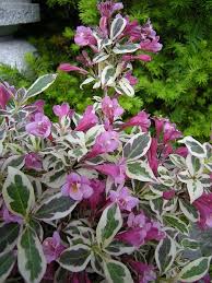 Valuable for its long flowering season which is from late july until frost. Front Garden Weigela Florida My Monet Garden Shrubs Easy Garden Flowering Shrubs