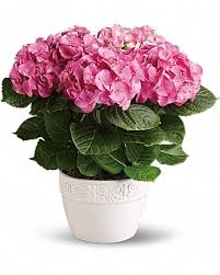 Fresh flowers and hand delivered right to your door in martinsville and surrounding areas. Happy Hydrangea Pink In Martinsville Va Pam S Floral Design Gifts