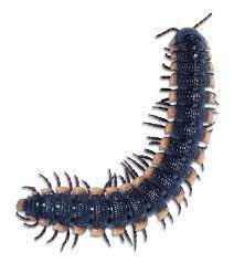 El paso tx pest control. Aaa Pest Control