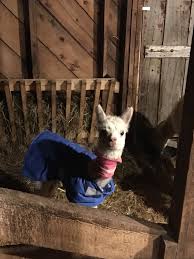 baby alpacas « Adventures with Teresa