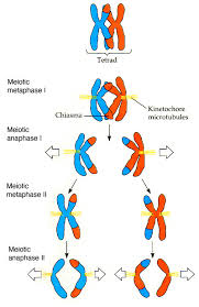 A short summary of this paper. 14 1 Human Chromosomes Quizlet Delasa Khushk