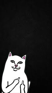 Ripndip Nermal Wallpapers Chido Fondo De Pantalla De Dibujos Animados Fondos De Pantalla De Iphone Fondos De Pantalla Divertidos Para Iphone