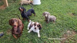 Gooddog.com has been visited by 10k+ users in the past month Dachshund Puppies Zoeys Doxies