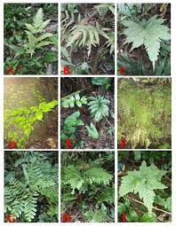 Image result for Selaginella cathedrifolia
