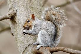 Steve has over 25 years of wildlife pest control experience under his belt. Squirrel Removal In Harrisburg Pa Backyard Wildlife Solutions