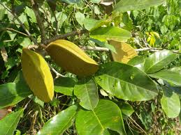 Image result for Anthonotha macrophylla