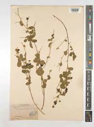 Image result for Pycnospora