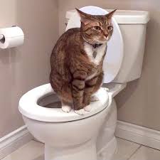 This habit can only cause issues on your plumbing pipes and could eventually damage your septic system. Facebook