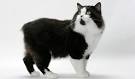 Manx Cat Breed Information - Vetstreet