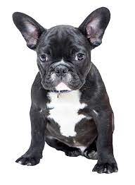  Bulldog Png Image Pets Dogs Breeds Dog Names Puppy Training
