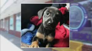 Life is better with a dog. Pet Rescue Center Under Investigation After Several Sick Puppies Adopted In Suffolk County Abc7 New York
