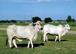 When you walk into to cattle barns at the fair, there's one breed of cattle many people will remember. Improving Brahman Cattle For Meat Quality