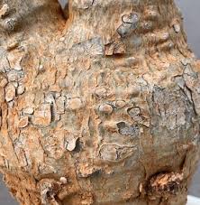 Image result for Fockea multiflora