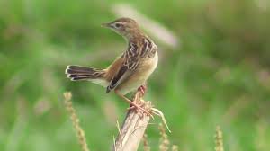 Suara burung ruak ruak (suara betina) mp3♬ oh ameen download mp3. Burung Cici Padi Istimewa Youtube