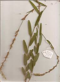 Image result for Psychotria djumaensis