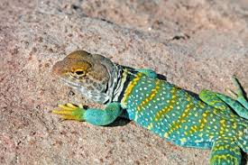 California alligator lizard for sale. Eastern Collared Lizard For Sale Reptiles For Sale