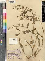 Image result for Commicarpus pilosus