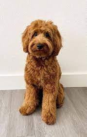 Cute Labradoodle Labradoodle Dogs Labradoodle Puppy Labradoodle