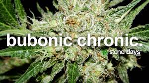Maybe you would like to learn more about one of these? Stoner Dictionary Bubonic Chronic Stonerdays