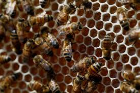You can look at the address on the map. Nonprofit Sets Up Beehives In Sc Other Countries To Educate About Bee Crisis News Postandcourier Com