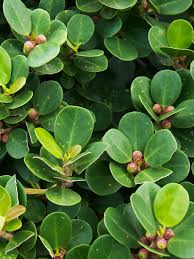 Image result for Fuirena microcarpa