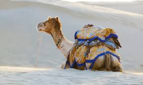 If you want to make your desert camp sam sand dunes jaisalmer trip most adventitious and fascinating spend a night at the prince desert camp and offer us an opportunity to show our administrations. Jaisalmer Rajasthan The North India Holiday Architects