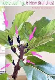 Water once a week or longer i.e. Best Fiddle Leaf Fig Branching Secret How To Grow Multiple Branches