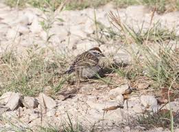 zebra finch archives goldbird