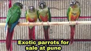 Maybe you would like to learn more about one of these? Exotic Parrots For Sale At Pune Conures For Sale At Pune Youtube