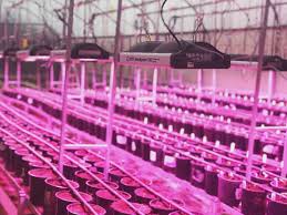 Led vs hid grow lights. Led Lights Now Eclipse Hid Lights For Cannabis Growers