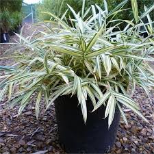 Image result for Pleioblastus fortunei