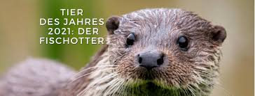 With the help of capterra, learn about otter, its features, pricing information, popular comparisons to other still not sure about otter? Aktion Fischotterschutz E V Otter Zentrum Hankensbuttel Home Facebook