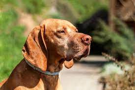 Check spelling or type a new query. How Do Flea Collars Work Pet Life Today