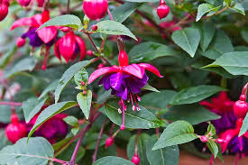 Enter maximum price shipping free shipping. 9 Gorgeous Different Types Of Fuchsia Plants Garden Lovers Club