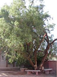 Growth habit the african sumac, for instance, usually is a tall tree that can grow to as high as 25 feet, usually living 50 to 100 years. Find Trees Learn University Of Arizona Campus Arboretum