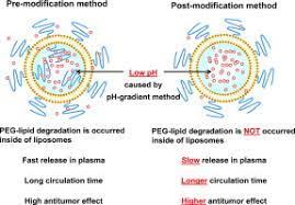 The conjugation of peg to free amino groups on al was confirmed by gel permeation chromatography. Comparative Studies Of Irinotecan Loaded Polyethylene Glycol Modified Liposomes Prepared Using Different Peg Modification Methods Sciencedirect