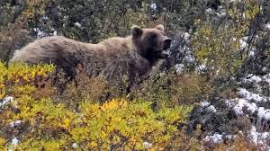 Alaska man recovering from bear mauling near Haines | CBC News