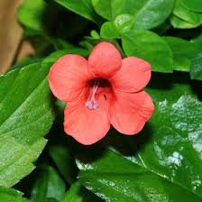 Image result for Barleria