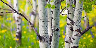 Missing home aspen trees tree forest wyoming time travel root system nature photography colorado landscape. Quaking Aspen National Wildlife Federation