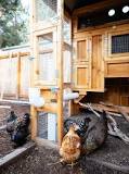 9 Ways to Predator-Proof a Chicken Coop and Chicken Run ...
