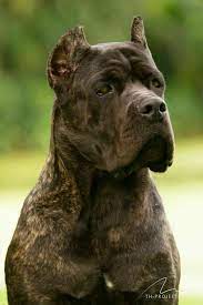 cane corso dogs kane korso sobachki sobaki
