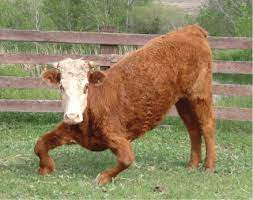 Crooked Calf Syndrome Managing Lupines On Rangelands Of The Channel Scablands Of East Central Washington State