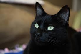 Honorable Mention Black Cat Jack Of George The Handsome Deaf And Blind Cat 5 Donation To Quincy Animal Shelter Lost Cat Cats Great Cat