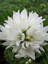 Clustered Bellflower Campanula Glomerata Alba Cvety Liliya Landshaftnyj Dizajn