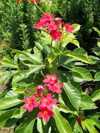 Vibrant blooms are a focal point in the landscape, and there are a range of flowering trees that thrive in south florida and introduce color, texture and shape to your property. Jatropha Florida Nursery Mart