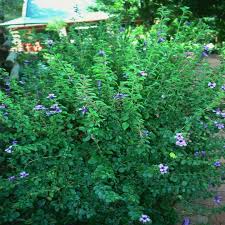 Image result for Dyschoriste thunbergiiflora