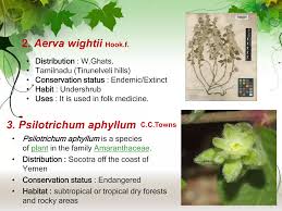 Image result for Psilotrichum